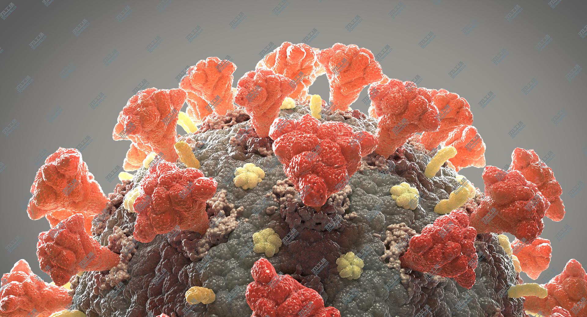 images/goods_img/202105071/3D Coronavirus 02 model/3.jpg